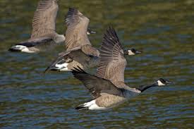 The canada goose resembles the barnacle goose, but is much browner (sometimes beige) and is larger. Where Do Geese Migrate Varment Guard Wildlife Services