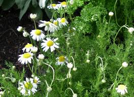 The golden blossoms are collected as soon as they open and are then dried, and sometimes crushed, before being used to fill tea bags. Go Gardening Helping New Zealand Grow Garden Inspiration Tips And Advice From The Expert