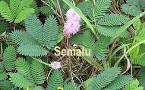 Sinaran di wajahmu bagai daun semalu. Anim Agro Technology Rumput Semalu Dan Faktanya