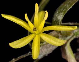 Image result for Heteranthera
