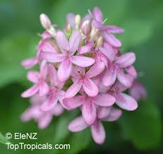 Image result for Ruspolia australis