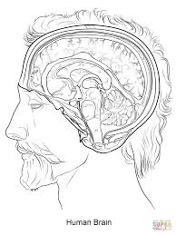 Immune system activity worksheets how the nervous works worksheet. Nervous System Coloring Pages Coloring Home