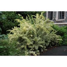 Image result for Athyrium lewalleanum