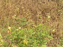Image result for Crotalaria caudata
