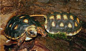 Successful Breeding Of The Red Footed Tortoise Aqualog De