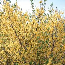 Jung Seed Shrubs For Landscaping Plants Shrubs