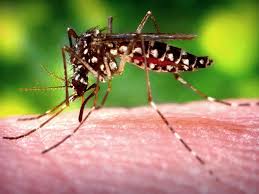 Don't let mosquitoes keep you inside. Mosquito Control In And Around Your Community S Pond