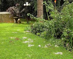 Artificial Grass Lawn (Would You Ever?) - Addicted 2 Decorating®