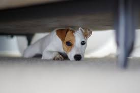 Check spelling or type a new query. Dog Thunderstorm Anxiety How To Help American Kennel Club