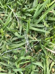 Image result for Cenchrus clandestinus