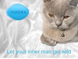 A Domestic Cat But A Tiger In Bed Einstein Thecatcrowd Kittylookbook Catboolove Britishshorthairkitten Domestic Cat British Shorthair Kittens Cats