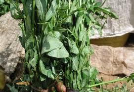 Image result for Crotalaria natalitia