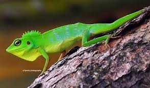 Image result for Urochloa jubata