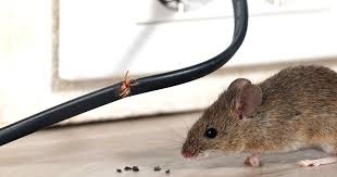 Take the duct tape off and quickly replace the container on the wall. How To Get Rid Of Mice And Rats In The House