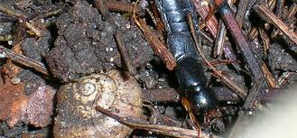 Since the middle ages, the devil's coach horse beetle has been considered a sign of evil. Devil S Coach Horse Beetle Guide