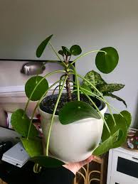 Chinese money plants don't require much in the way of humidity, but you can also spritz them with water if they look brown or droopy despite regular watering. What Are Your Tips On Care And Growing Pilea Chinese Money Plant Mine Has Very Droopy Leaves And I Want Them To Be More Upward And Pointy Feel Like I M Doing Something Wrong