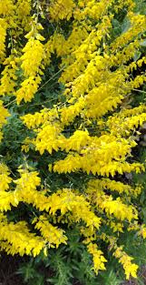 Image result for Thesium nigricans