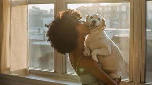 Dogs with mediastinal lymphoma typically have difficulty breathing. Lymphoma In Dogs Symptoms Diagnosis And Treatment Pawlicy Advisor