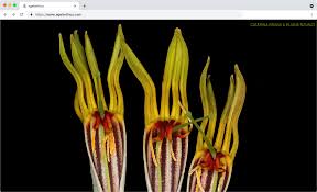 Image result for Agelanthus