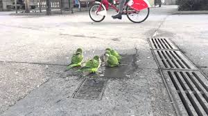 Image result for barcelona parakeets