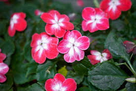 Sowie weiterführende informationen zum thema bewerbung und bewerbungsschreiben. Grabbepflanzung Im Sommer Geeignete Blumen Pflege