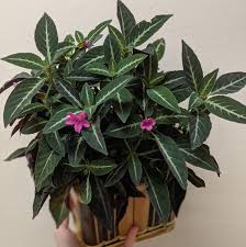 Image result for Ruellia makoyana