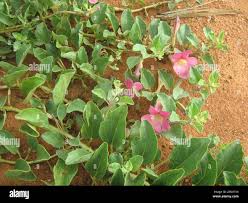 Image result for Harpagophytum zeyheri