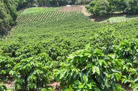 In 1819, the government of costa rica decided to boost the coffee industry as an opportunity for development. Everything You Have To Know About Costa Rican Coffee Why It Is The Best