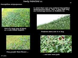 Image result for Macroptilium atropurpureum