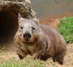 Image result for Southern hairy-nosed wombat