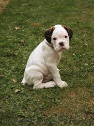 Black And White Boxer Dog Boxer Puppy With Fawn Ears Probably The Cutest Boxer Ever Totally Agree With This Statement Boxer Puppy Boxer Puppies Boxer Dogs