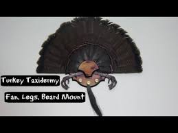 How to mount a turkey tail. How To Mount A Turkey Fan Diy Turkey Taxidermy Youtube