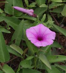 Image result for Ipomoea aquatica