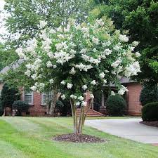 Natchez Crape Myrtle Tree Myrtle Tree Trees For Front Yard Crepe Myrtle Trees
