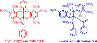 Image result for Uvaria welwitschii