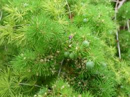 Image result for Asparagus macowanii