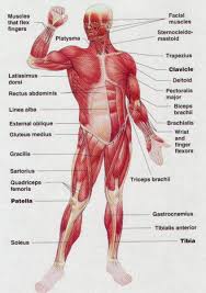 The human muscular system is complex and has many functions in the body. Simple Muscle Anatomy Simple Muscle Diagram For Kids Label The Major Muscles Human Muscle Anatomy Human Body Muscles Muscle Diagram