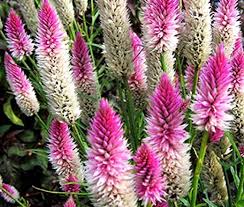 Celosia Flamingo Celosia Spicata Seeds Flower Spike Flower Arrangements Simple Flower Farm