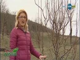 Видео taieri pomi fructiferi (piersici) канала cosmin darie. Ce Vor Plantele Taierile Pomilor Fructiferi Youtube Planting Herbs Growing Vegetables Youtube