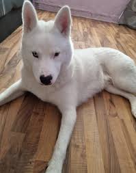 Yep 🤣 Whenever I finish eating, I always have to show y hands to the dog  like I'm a black jack dealer.