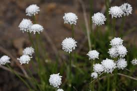 Image result for Eriocaulon abyssinicum