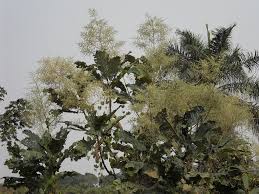 Image result for Vernonia conferta