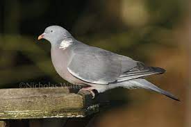Wood Pigeon Bird Information Photos Videos Vine House Farm Vine House Farm