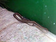 Beautiful snakes garter reptiles mud grass ribbon animals tape animales. Garter Snake Wikipedia