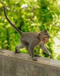 Top 8 Tips For Ubud Monkey Forest In Bali Indonesia Fallon Travels Monkey Forest Ubud Solo Female Travel