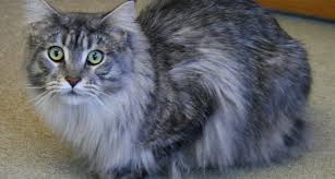 Check out the breed information about this friendly feline and their chacarteristics here! Male Vs Female Maine Coons Which Gender Is Better For You Maine Coon Expert