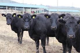 Vacile sunt reprezentate vizual pe diferite steme sau steaguri din regiuni sau localități din lume (turin, italia; Arhive Grup De Vanzare Karpaten Meat Group
