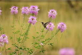 Image result for Cleome maculata