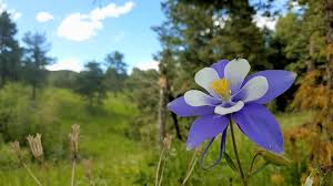 The Columbine Flower Colorado Usa S State Flower Growing In It S Wild Habitat 4032 2068 Earthporn The columbine flower (colorado blue columbine) was designated as the the columbine flower, also known as the colorado columbine, was named from a latin word columba, which means dove. the columbine flower colorado usa s