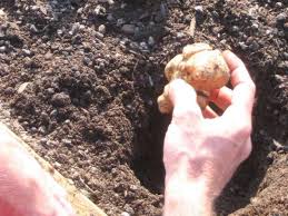 Real oil paints, real brushes, real artists, real art. How To Grow Jerusalem Artichokes How Tos Diy